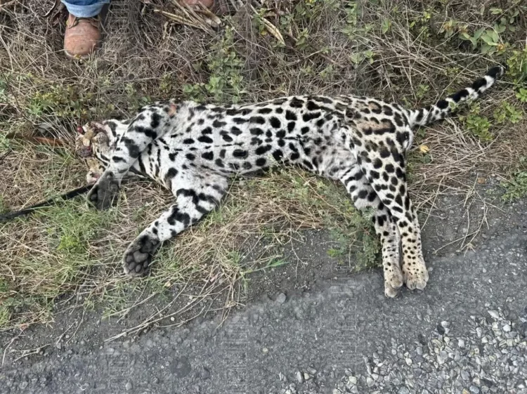 Localizan ocelote sin vida en la carretera Ciudad Victoria-Matamoros