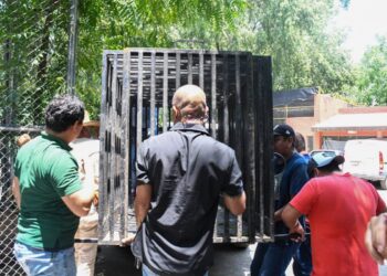 Liberan jaguar rescatado en Tamaulipas tras atención médica