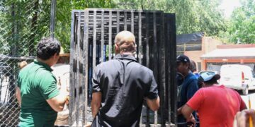 Liberan jaguar rescatado en Tamaulipas tras atención médica