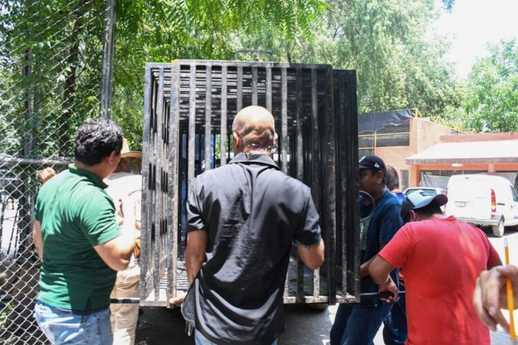 Liberan jaguar rescatado en Tamaulipas tras atención médica